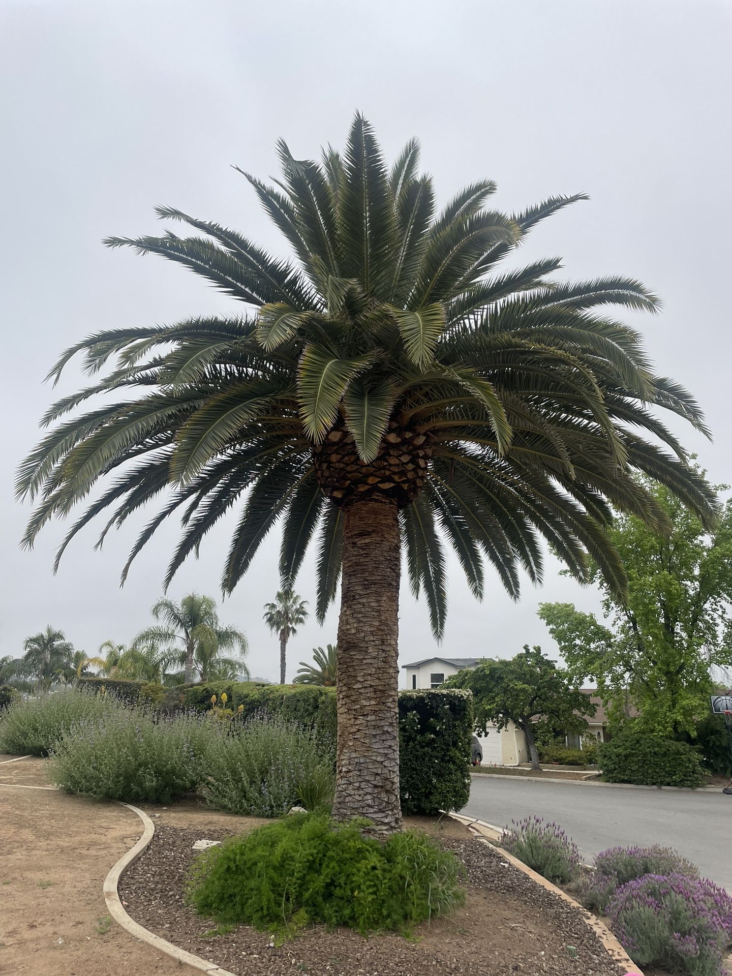Free Palm Tree