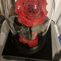 Preserved Flower