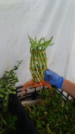 Pineapple Lucky Bamboo Stalk w/FREE PLANT FOOD & BAMBOO WATER BEADS!!!