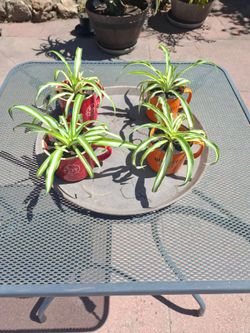 Plants