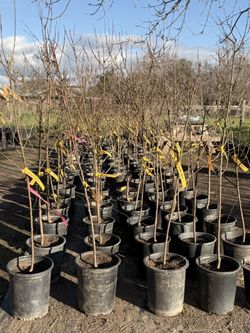Goldmine Nectarine Tree 