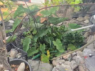 Pond plants * taro
