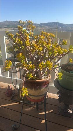 Large Jade Plant in Ceramic Pot