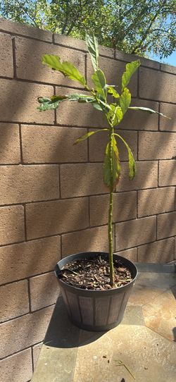 Avocado plant