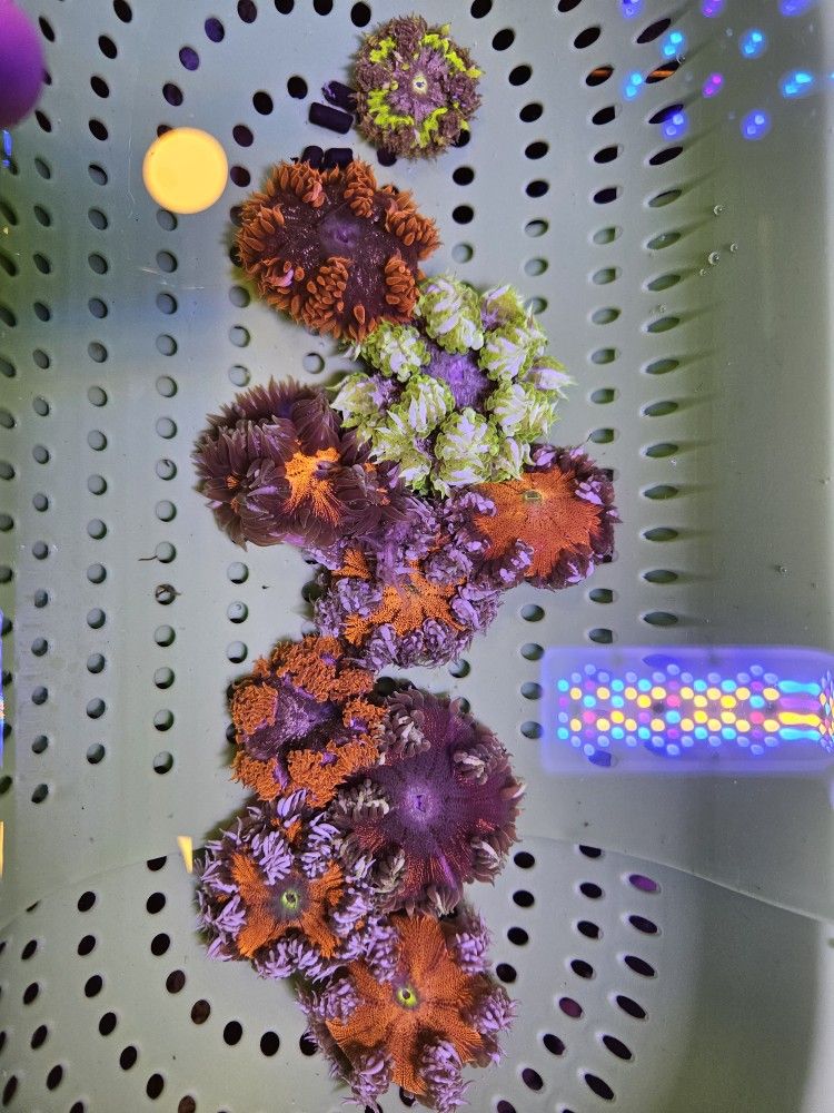 Rock Flower Anemones, Montipora,LPS & SPS, Mushroom Softies