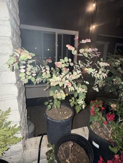Pink Snow Bush