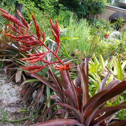 Rare Maroon Bromeliad With Red Flowers Landscape Plant Potted Plant