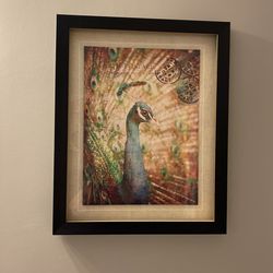 Peacock Print