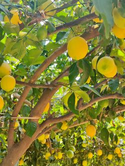 Fresh Organic Lemons – 4 for $1 🍋