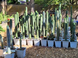 San Pedro cactus, many sizes and varieties