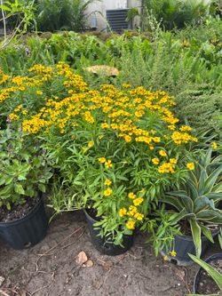 Anise, albahaca morada, mejorana, orégano, ruda, tomillo, salvia y romero in 3 gls pot. SPECIAL PRICE 🤩