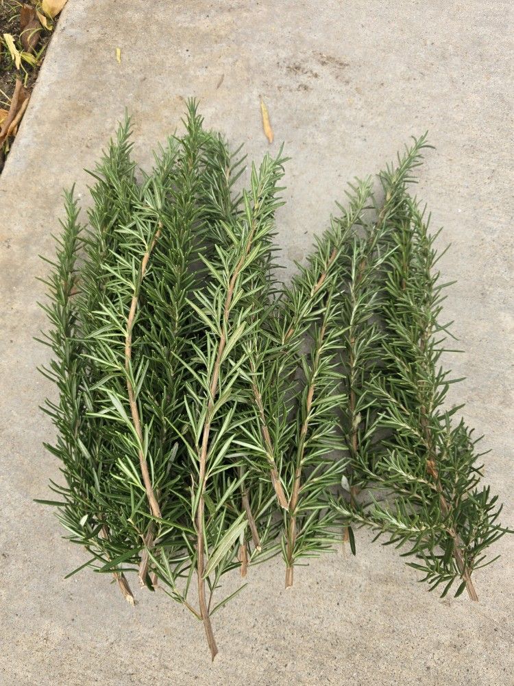 Rosemary Cuttings