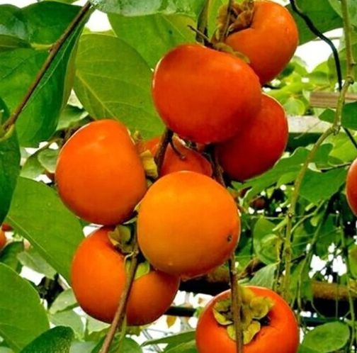 Persimmon Tree