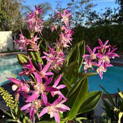 Dendrobium Speciosum Cheryl & Glory Orchid