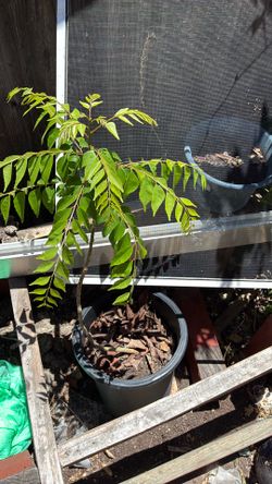 Organic curry leave plant