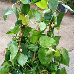 Pothos Plant 