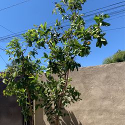 Guayaba Tree