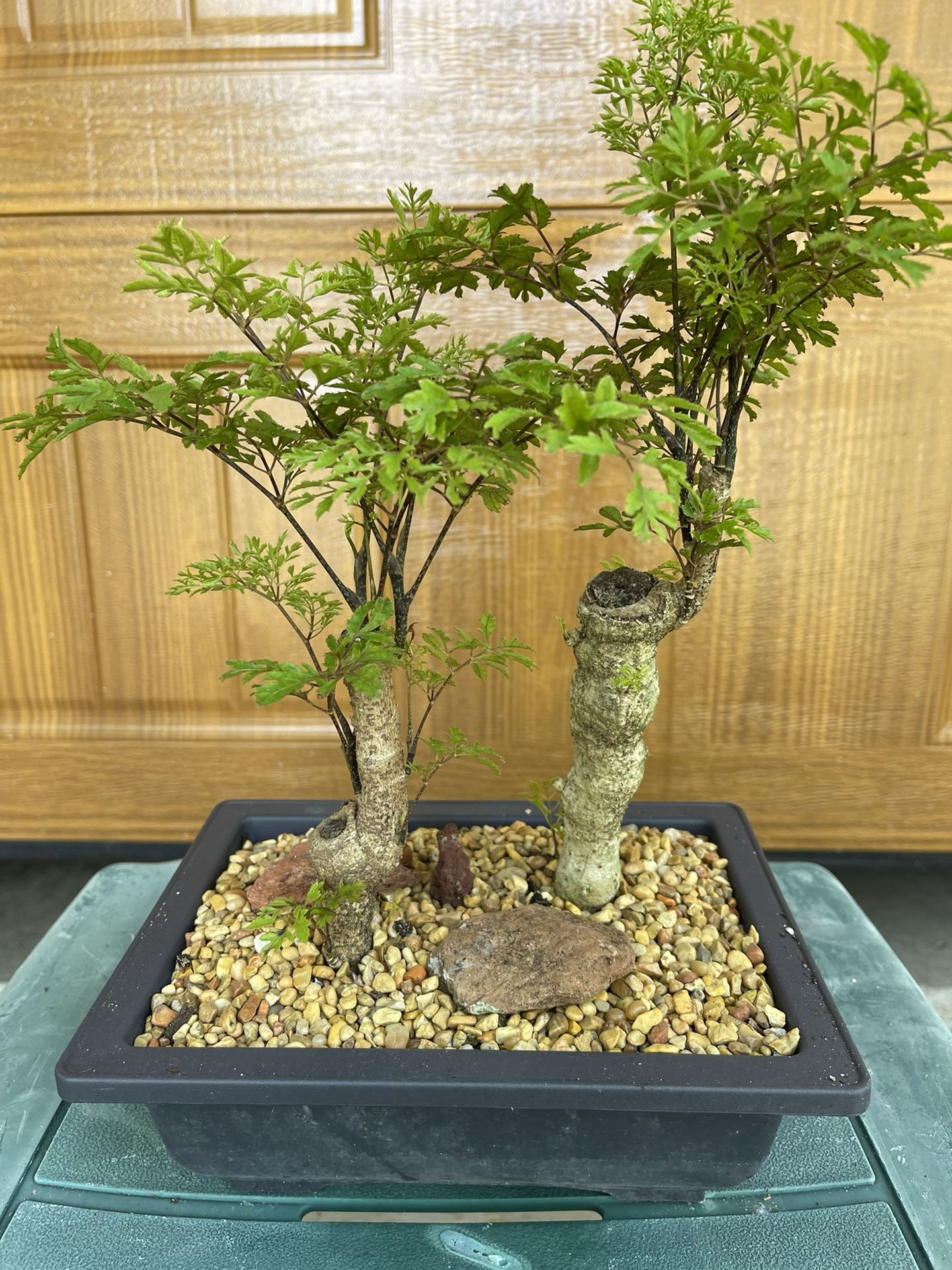 Bonsai for Sale in Fort Lauderdale, FL OfferUp