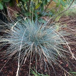 Blue Fescue Ornamental Grass. Sammamish, Beaver Lake