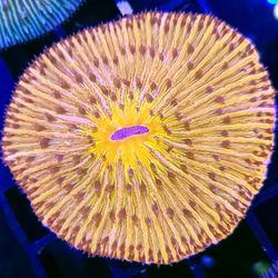 Sunburst Rainbow Plate 