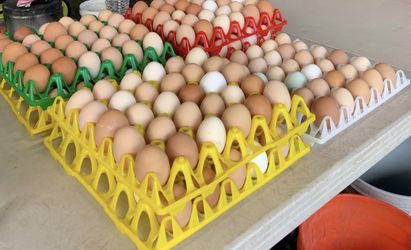 Fresh Eggs