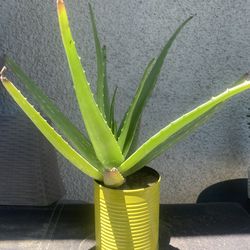 Soap Aloe Vera Plant .