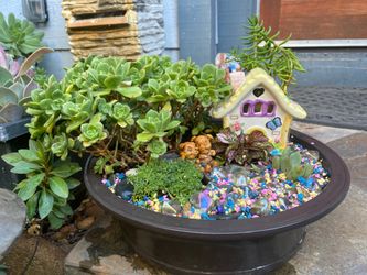 Succulent design in large clay pot