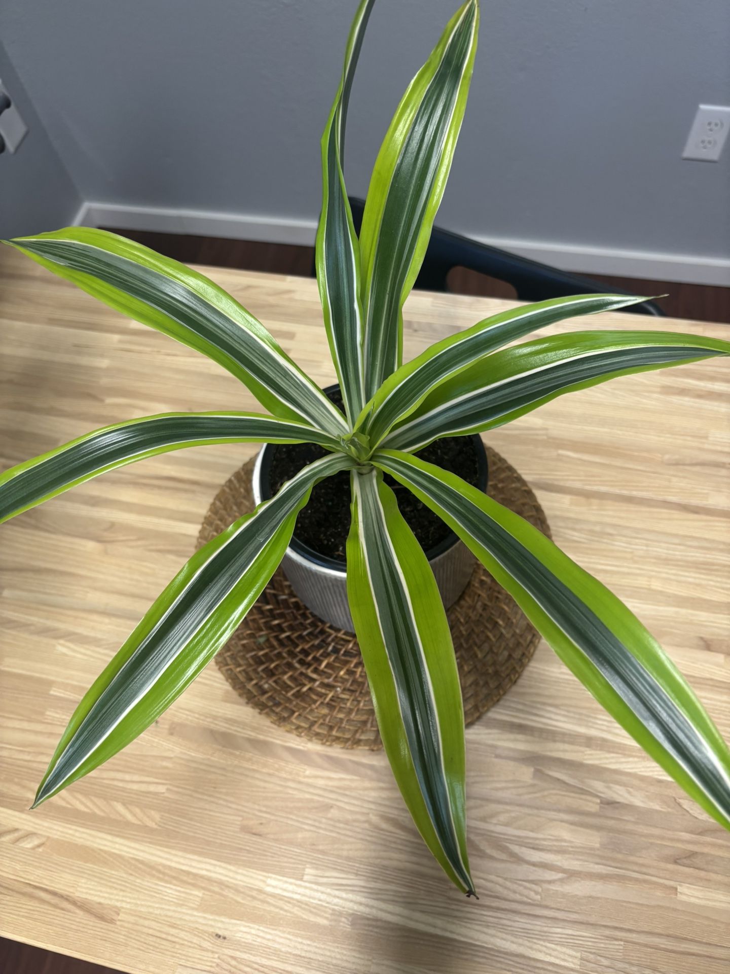 Dracaena