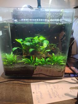 Fish aquarium