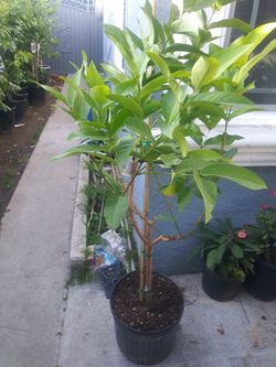 Wax apple wax jambu black diamond