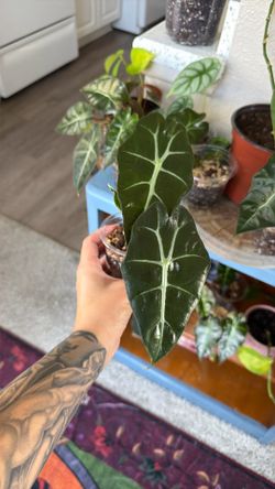 alocasia polly