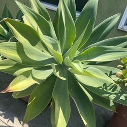 Beautiful Succulents- In A Pot