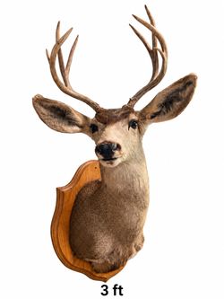 Deer Taxidermy Shoulder Mount with Antlers & Wooden Plaque