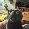 JJ