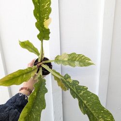 Philodendron Ring Of Fire Plant 4" Pot - Indoor House Plants 