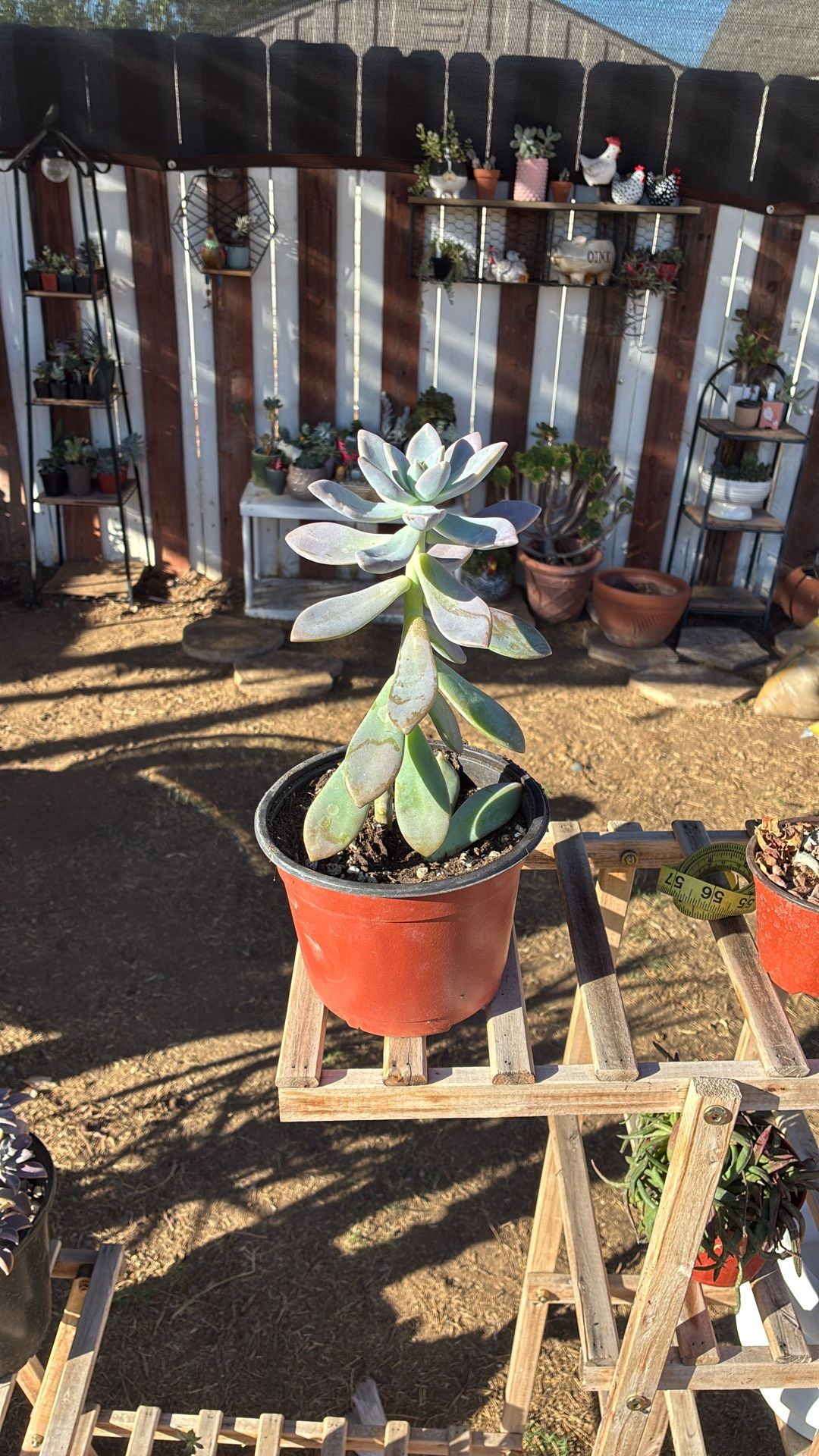 Succulent Plant