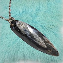 Genuine Fossilized Orthoceras Pendant with Stainless Steel Necklace