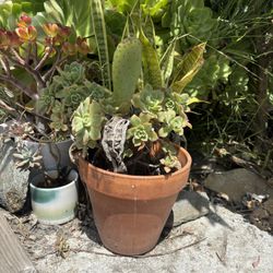 Pots And Plants 