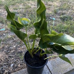 Peace Lilly