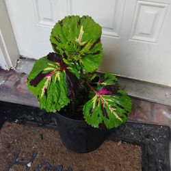 Coleus Plant