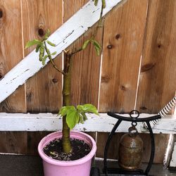 Organic Pakistan Mulberry Tree Already Fruiting 2-1/2’ Feet Tall 1 Gallon Pot 
