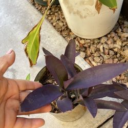 Small Purple Heart Plant For $4