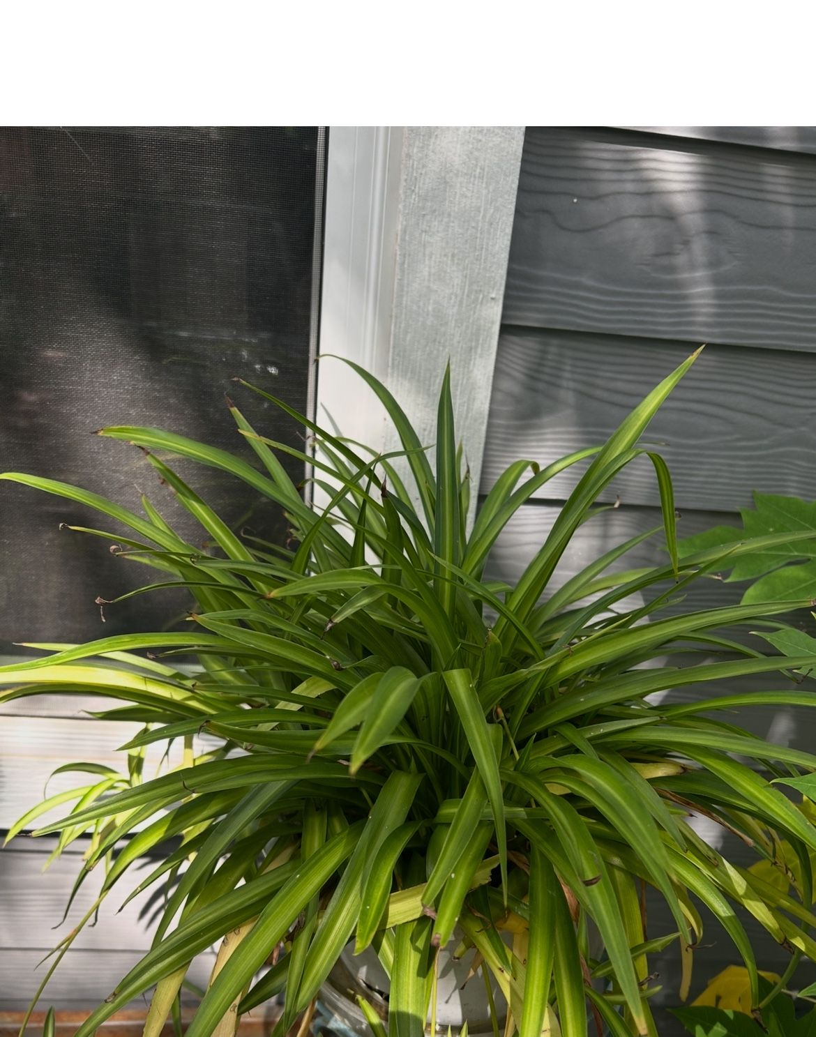 Plants