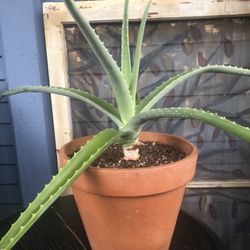 Aloe Vera Plant in a 9” Terra Cotta Pot