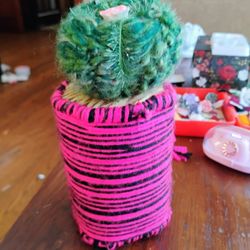 Soft Cactus