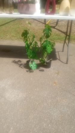 New artificial silk tree looks real high quality masterpiece 30 dollar's each or 50 for the set