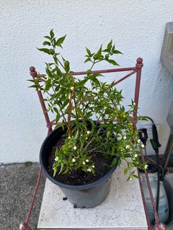 Chiltepin Potted Chili Pepper Plant
