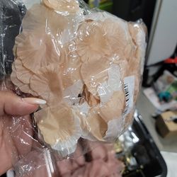 Blush And White Petals 