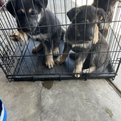 Jaula Para Perritos