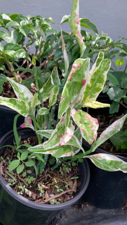 Plant